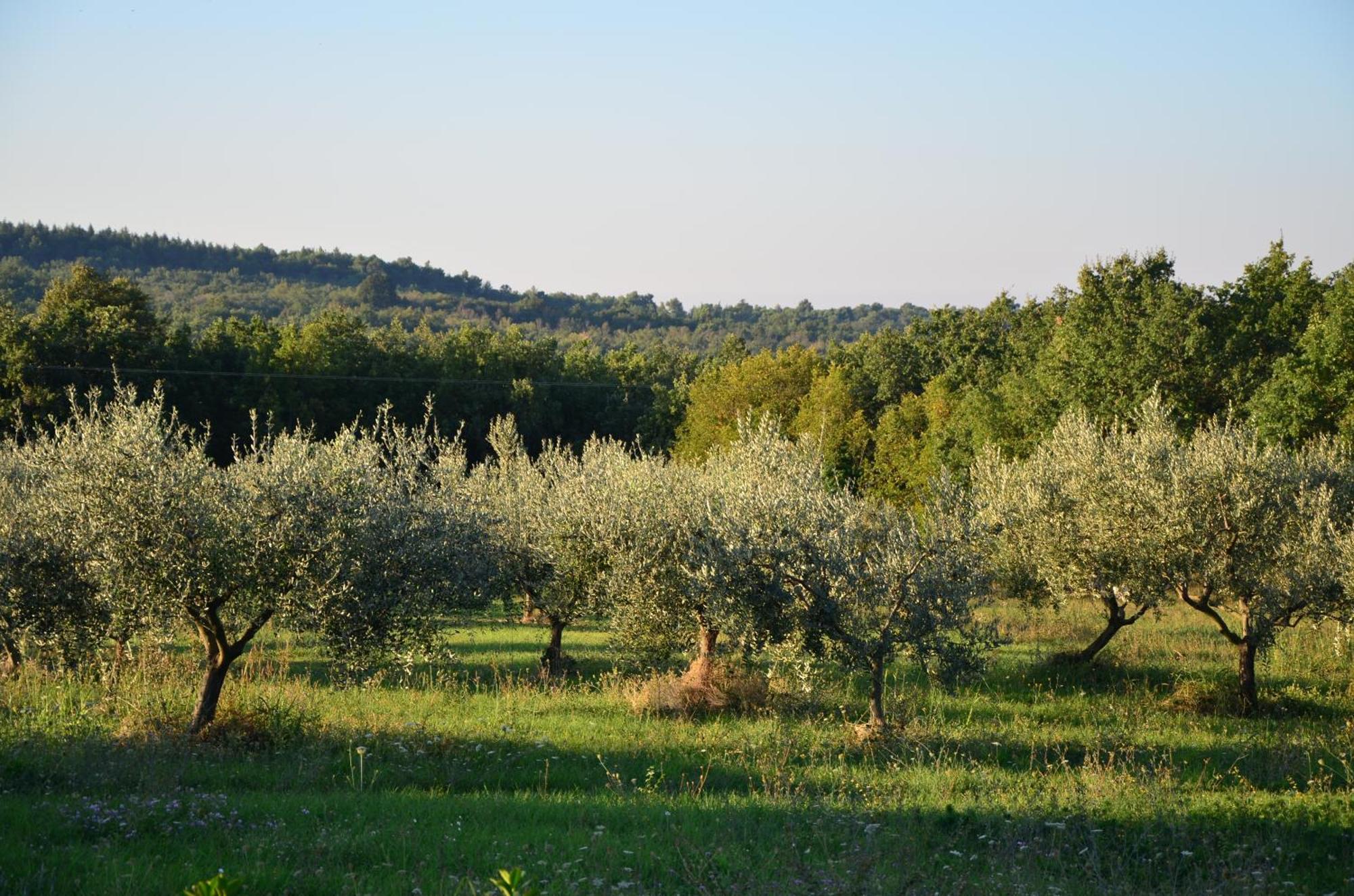 Villa Leopoldo By Istrian Country Houses Barat  ภายนอก รูปภาพ