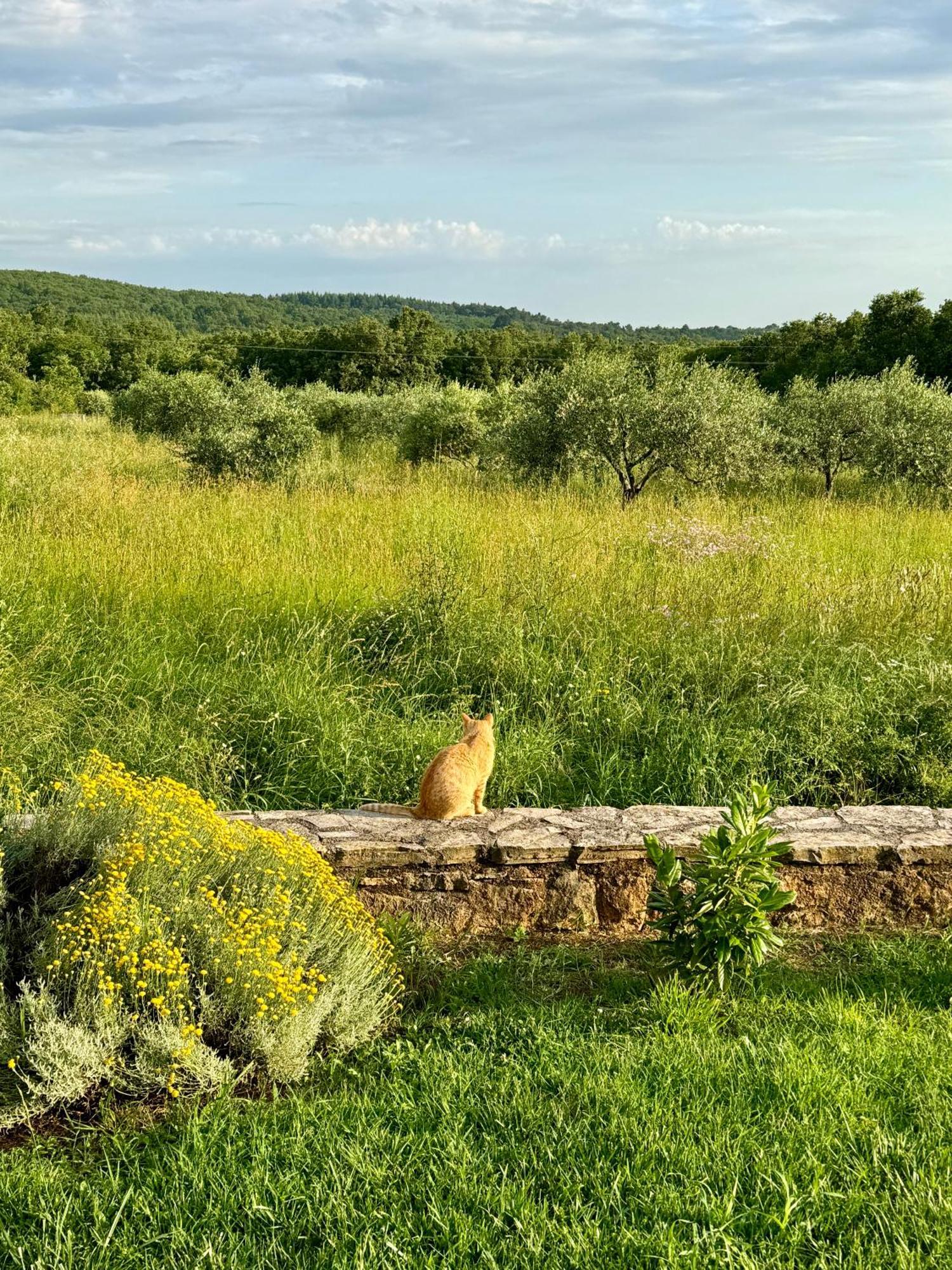 Villa Leopoldo By Istrian Country Houses Barat  ภายนอก รูปภาพ